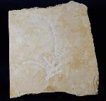 Brachyphyllum nepos SAPORTA 1884 - Bild &copy; FossNet FossilienStore